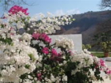 Bungambilias en flor durante la pascua