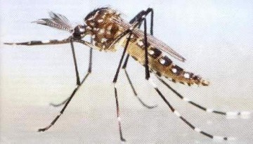 Característica del  Dengue.