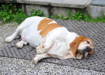 La Obesidad en los perros